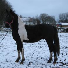 Barockpinto New Star 