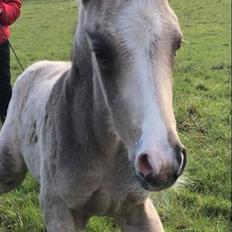 Anden særlig race Anyskas Pelé