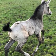 Anden særlig race Anyskas Pelé