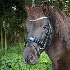 Islænder Litla fra Birkegården