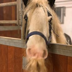 Irish Cob Murphy's Pipsy Pie