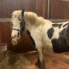 Irish Cob Murphy's Pipsy Pie