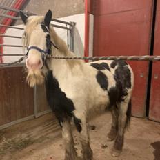 Irish Cob Murphy's Pipsy Pie