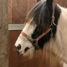 Irish Cob Wilma * solgt *