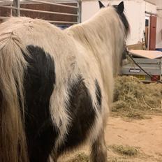 Irish Cob Wilma * solgt *