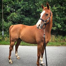 Anden særlig race Ryttergårdens Shakie 