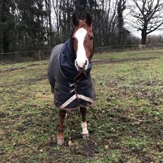 Anden særlig race Ryttergårdens Shakie 