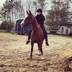 Anden særlig race Ryttergårdens Shakie 