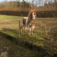 Anden særlig race Trille (Trine) 