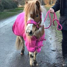 Anden særlig race Trille (Trine) 