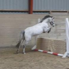 Welsh Pony (sec B) Dahlsminde Milano (dnk)