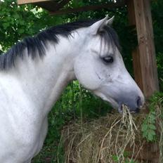 Welsh Pony (sec B) Dahlsminde Milano (dnk)