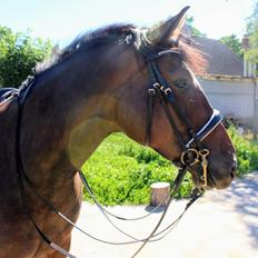 Oldenborg Zafine Macoy