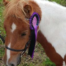 Shetlænder Dalsgaards anastacia