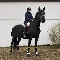 Dansk Varmblod Nørgaards miss ginatug