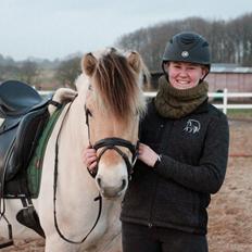 Fjordhest Lamhaves Casjo Sejr