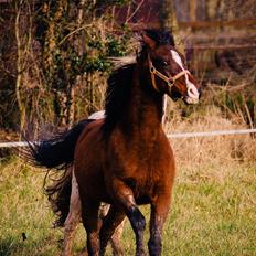 Arabisk fuldblod (OX) Pobhart