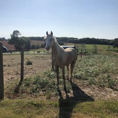 Palomino Margurittens nova