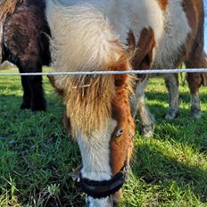 Anden særlig race Daylight (Følle) 