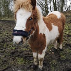 Anden særlig race Daylight (Følle) 