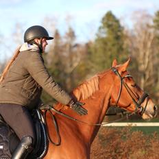 Trakehner Kasju