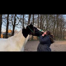 Irish Cob Crossbreed Kyhns Lurifax