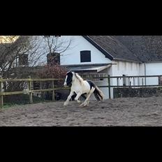 Irish Cob Crossbreed Kyhns Lurifax