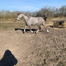 Arabisk fuldblod (OX) Sp''s diya al din ox