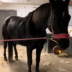 Trakehner Pilou