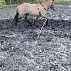 Fjordhest Spartas Diesel 