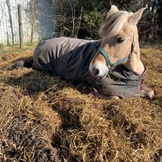 Fjordhest Spartas Diesel 