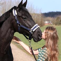 Dansk Varmblod Odessa halsnæs