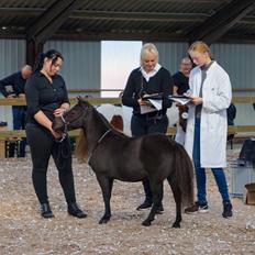 Amerikansk Miniature Lykkebos Grand Troublemaker