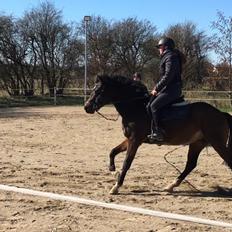 Anden særlig race TRUBKA'S RICARDO NIGHT