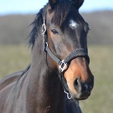 Dansk Varmblod Volition. tidl. hest