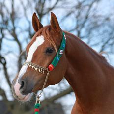 Arabisk fuldblod (OX) Baldur ox