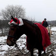 New Forest Queenshill Moccachino