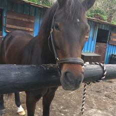 New Forest Charming Valentine