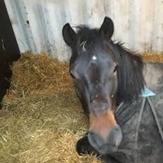 New Forest Charming Valentine