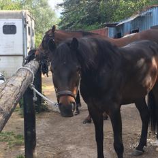 New Forest Charming Valentine