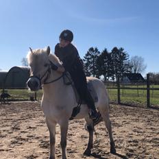 Fjordhest Rocco vårby