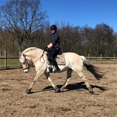 Fjordhest Rocco vårby