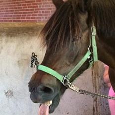 Anden særlig race Bayrunner