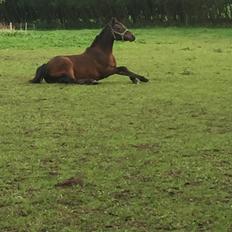Anden særlig race Bayrunner