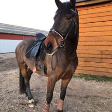 Anden særlig race Macho (Manse) 