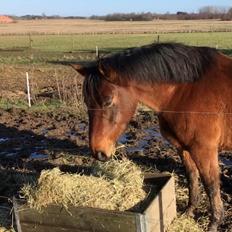 Anden særlig race Freestyle R.I.P.