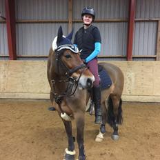 Welsh Cob (sec D) Mailunds abigail