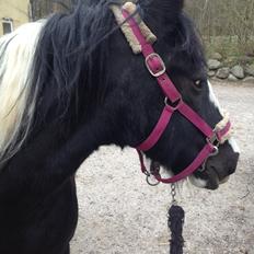 Irish Cob Toby