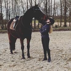 Hollandsk Varmblod Elonlisa