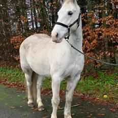 Welsh Partbred (Sec F) Mr. Hendrix